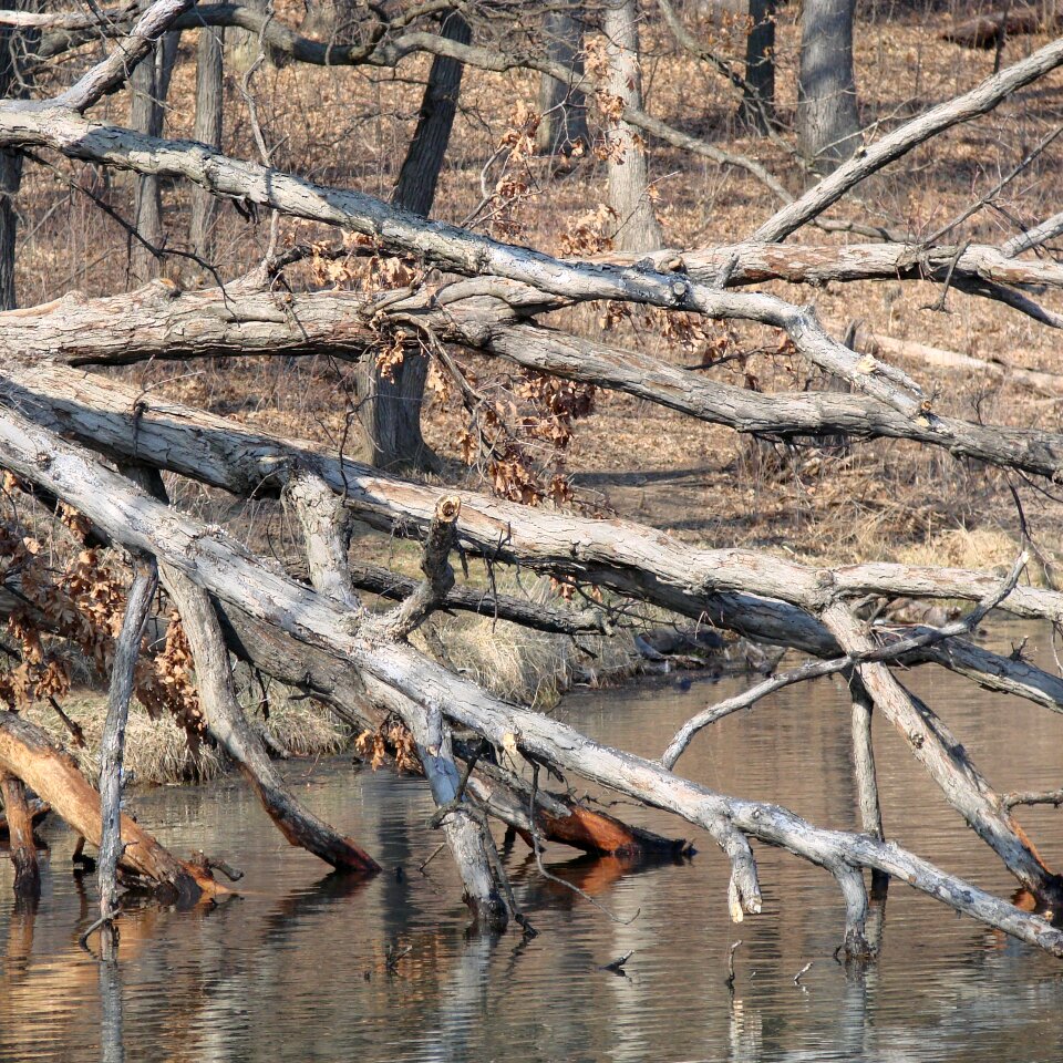 Spring lake early spring