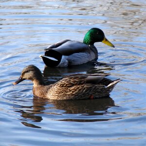 Pond nature water