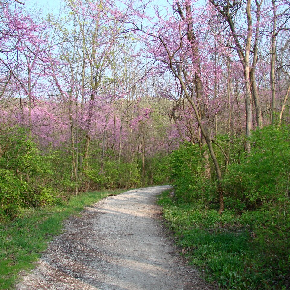 Nature woods pink flowers