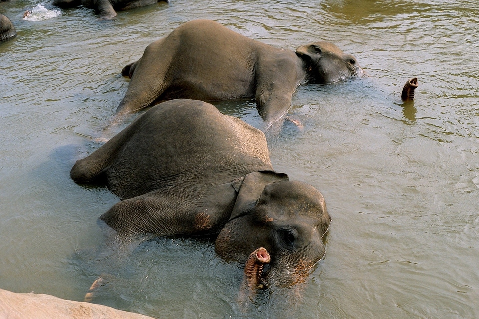Elephant bathing elephants cooling