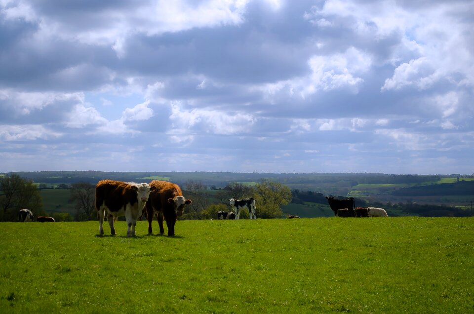 Cow cows landscape