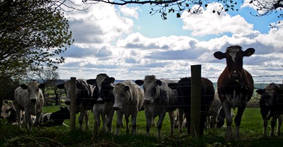 Farm animals agriculture photo