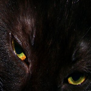 Cat close-up face