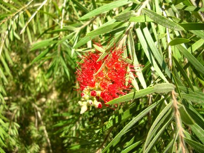 Plant flower tree hanging flower photo