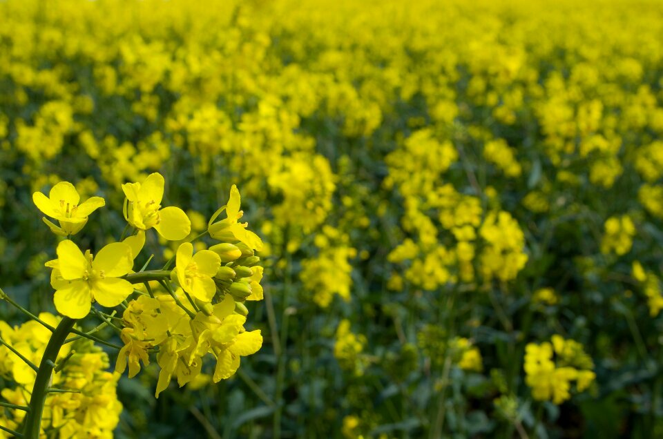 Season flower yellow
