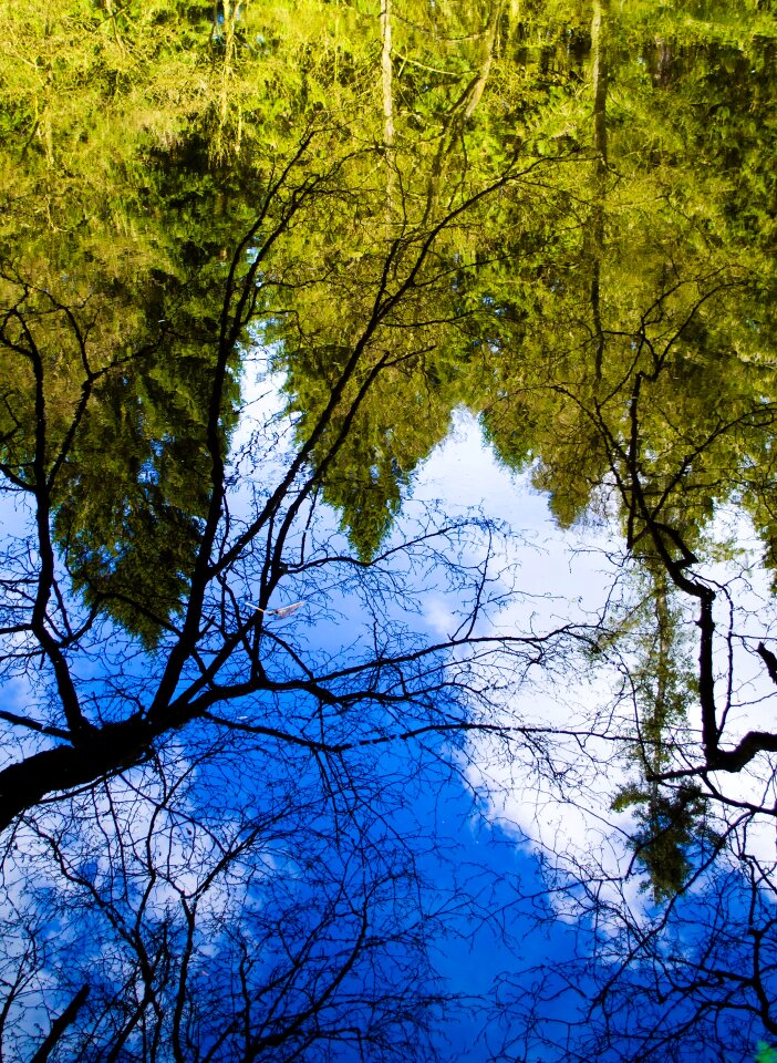 Branch tree trees