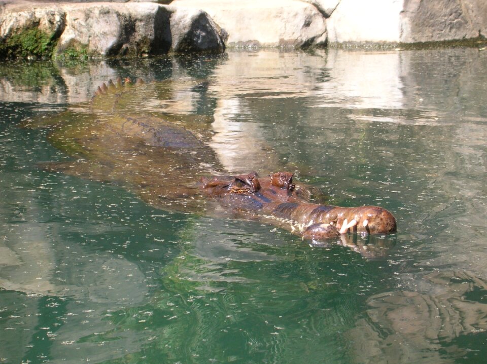 Animals the national park predator