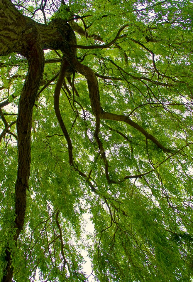 Branches seasons spring