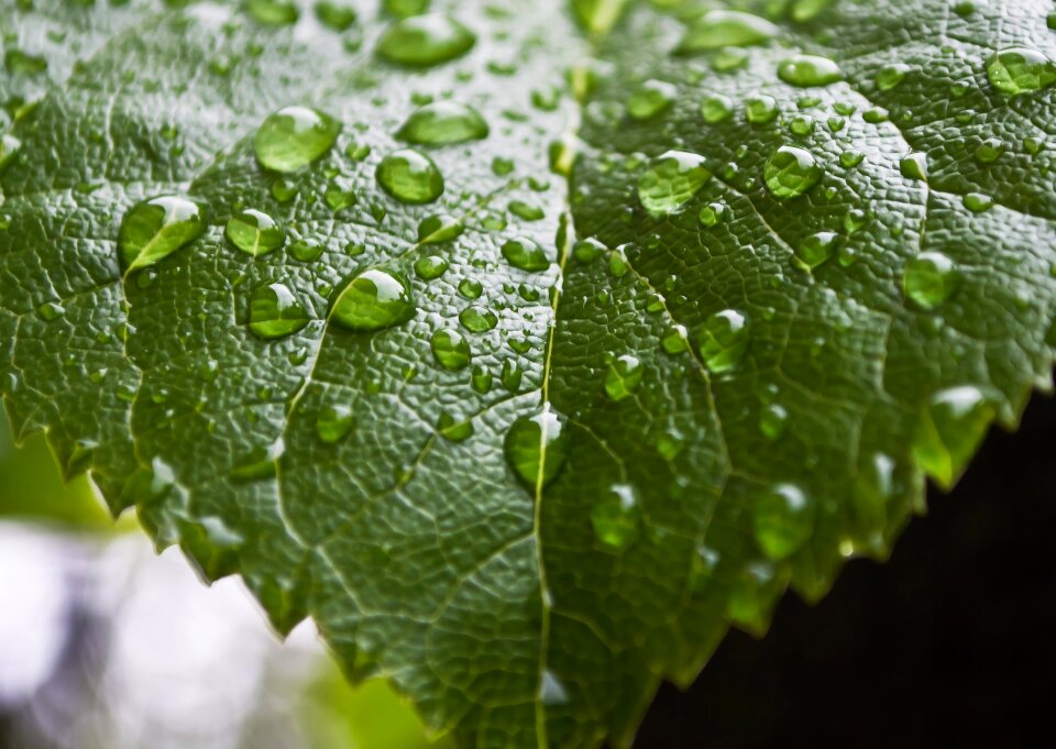 Leaves water macro