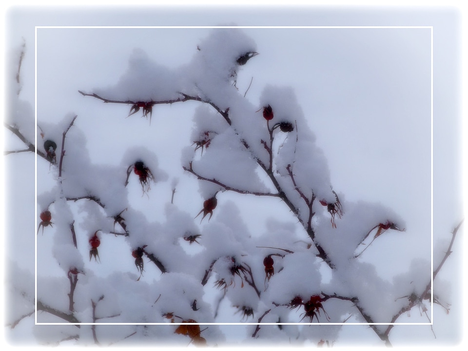 Cold nature plant