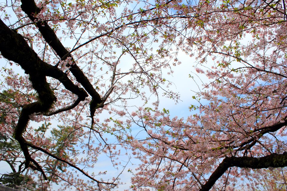 Tree lined spring japan