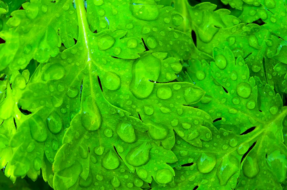 Leaves water macro photo