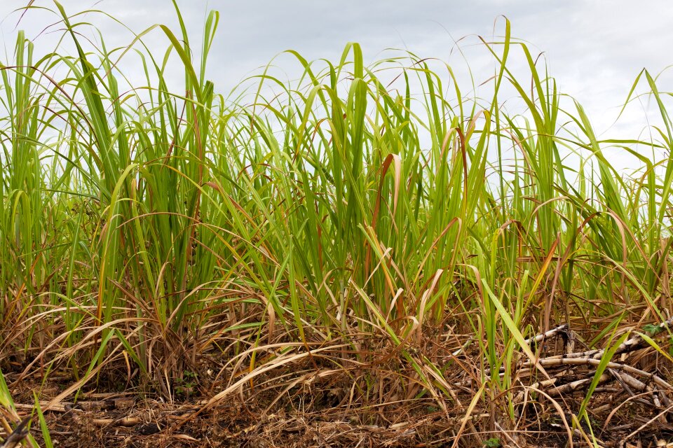 Farming field grass