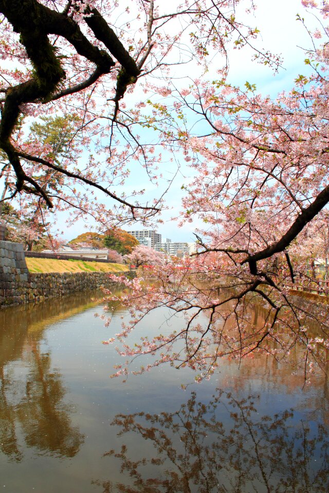 Spring plant japan photo