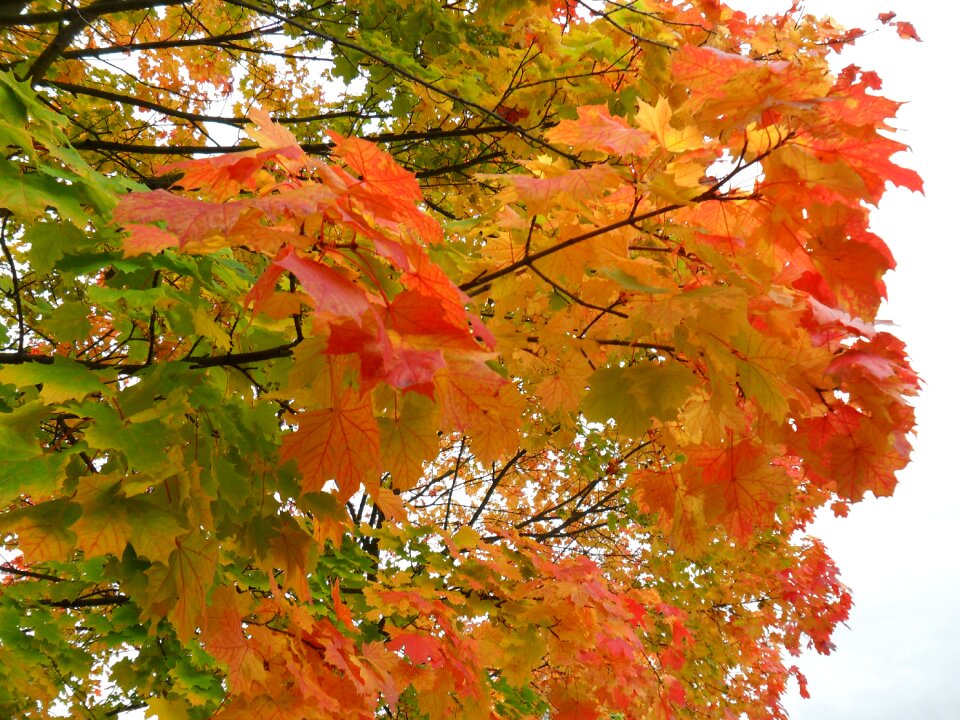 Maple colorful nature photo