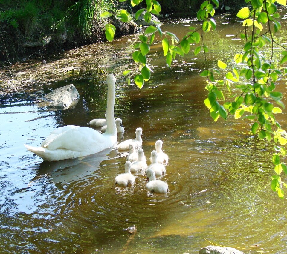 Animal nature baby swans
