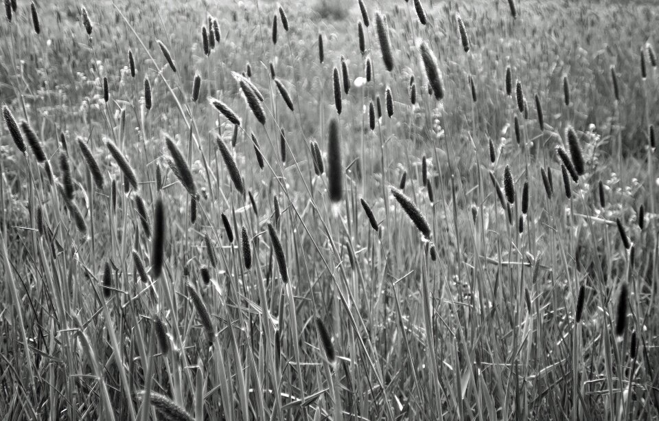 Spring agriculture herb