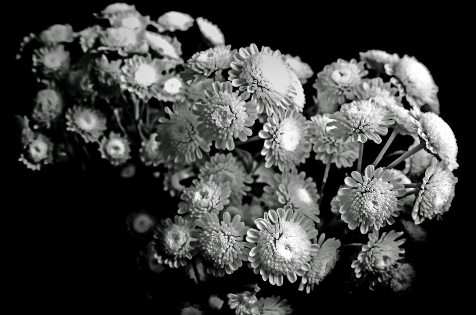 Nature macro background
