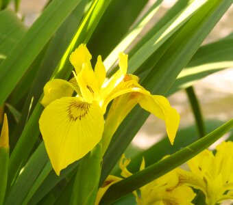 Nature bright color