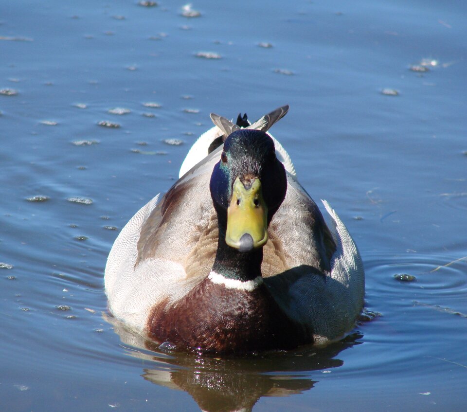 Lake water nature