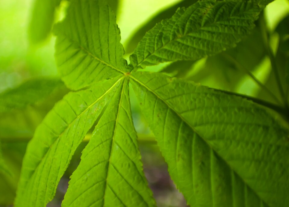 Summer nature leaves