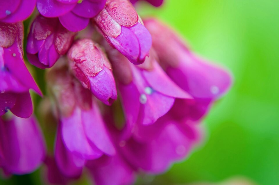 Nature macro background