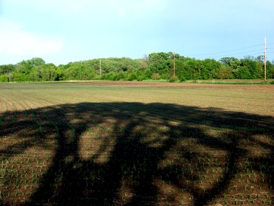 Dirt plowed plants photo