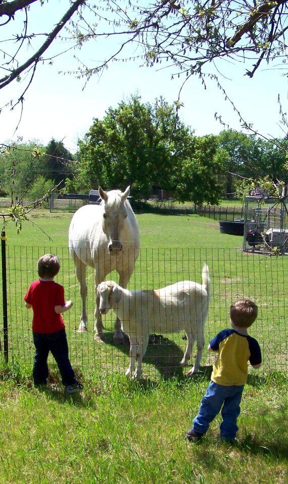 Horses electric fence grass