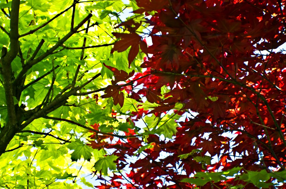 Green season macro