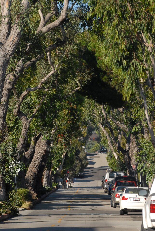 California green dense