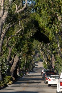 California green dense