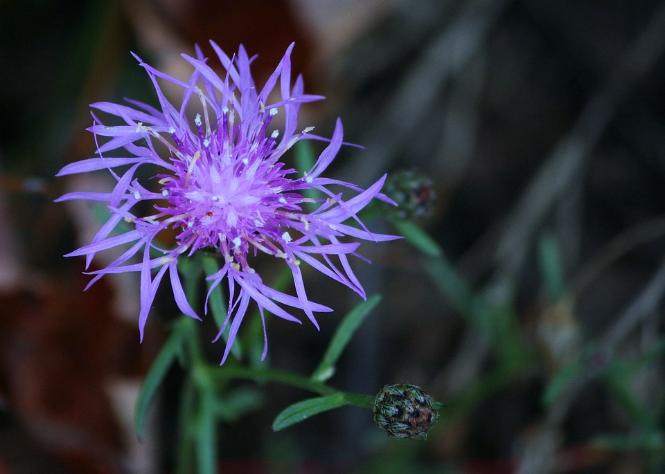 Blossom bloom petal