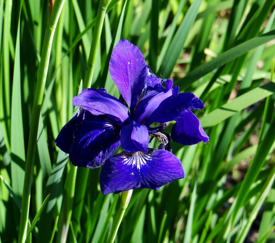 Nature sunny day beauty