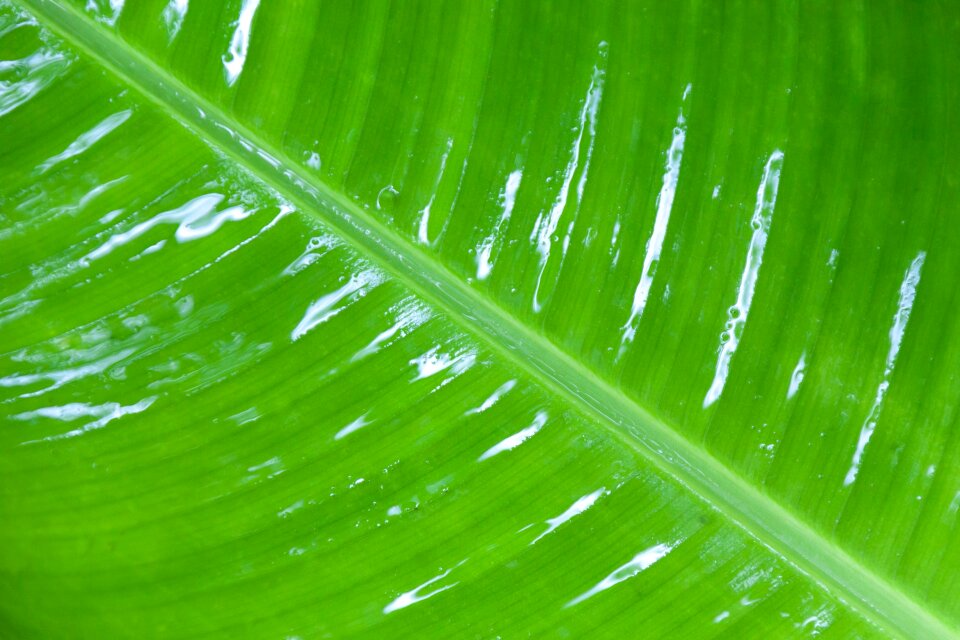 Drop flora foliage