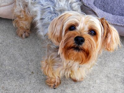 Pet canine puppy