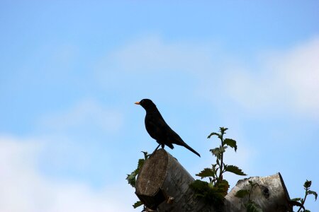 Bird blackbird crow