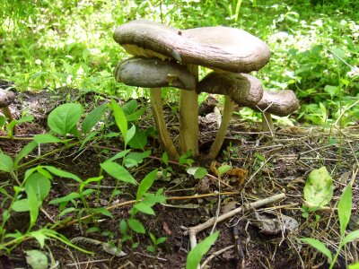 Fungus growing nature photo