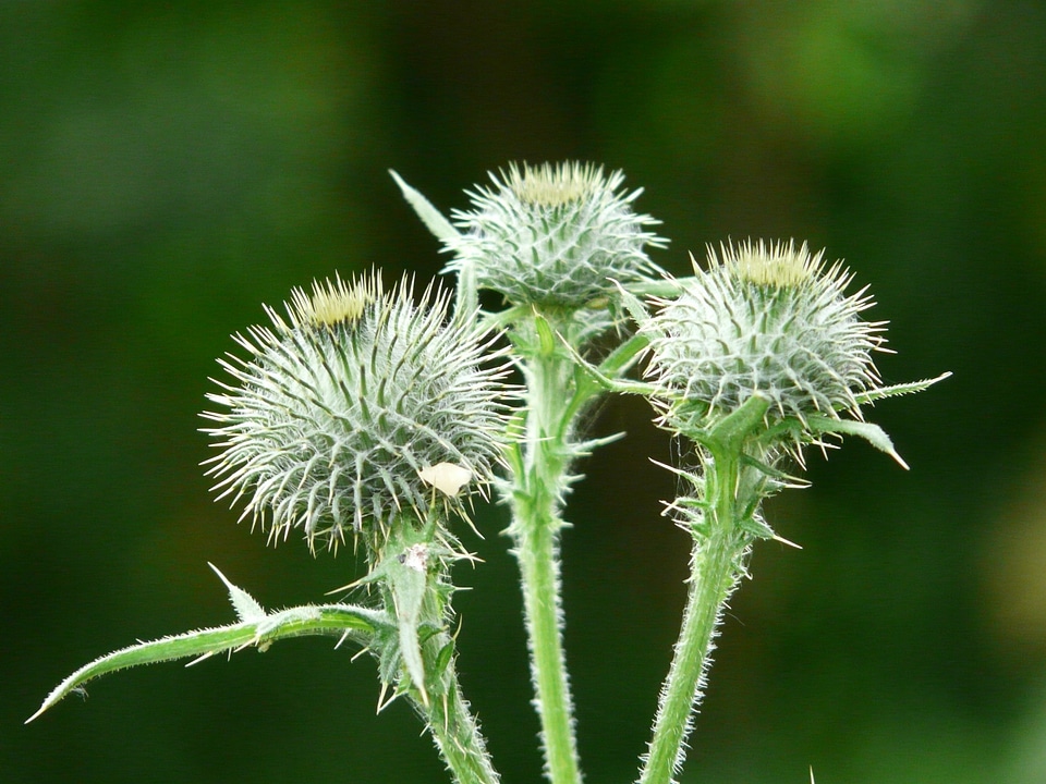 Thistle ornamental plant medicinal plant