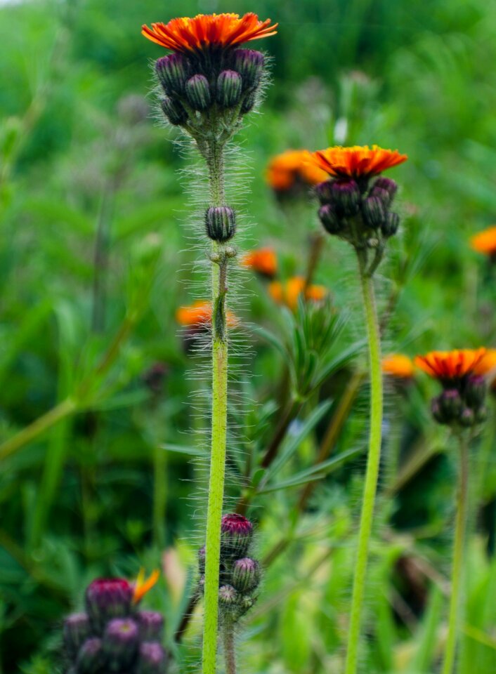 Nature macro background
