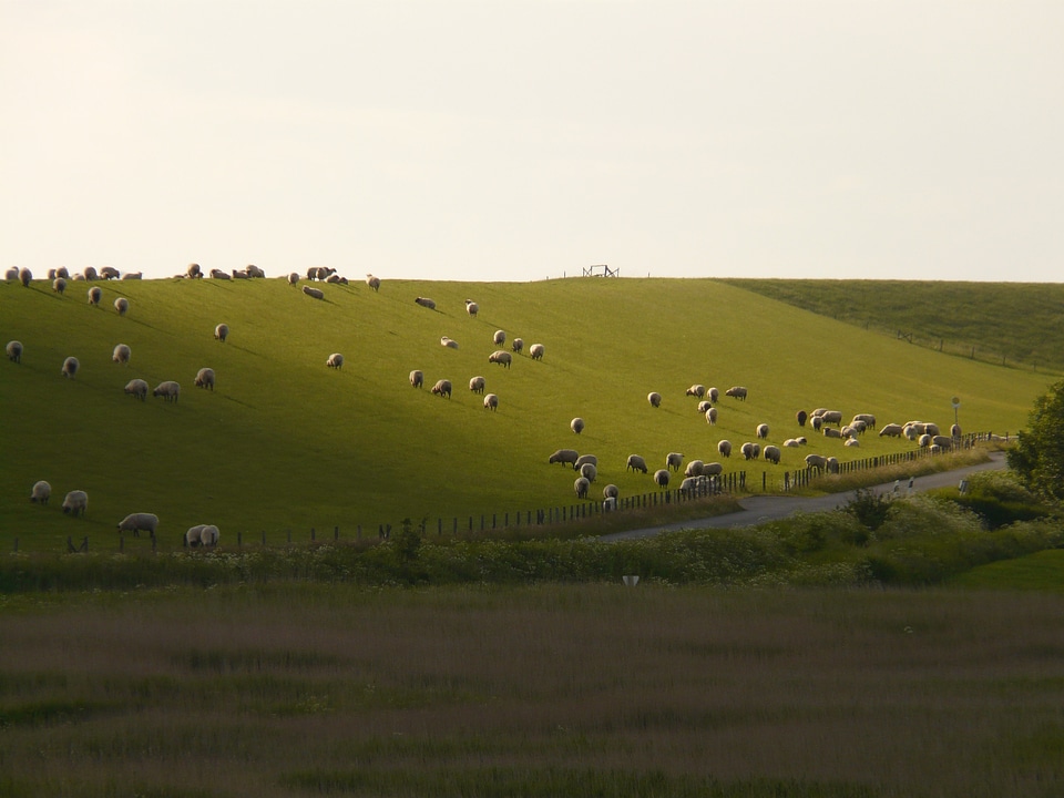 Sheep grass pasture