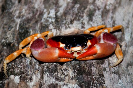 Claw crab creature