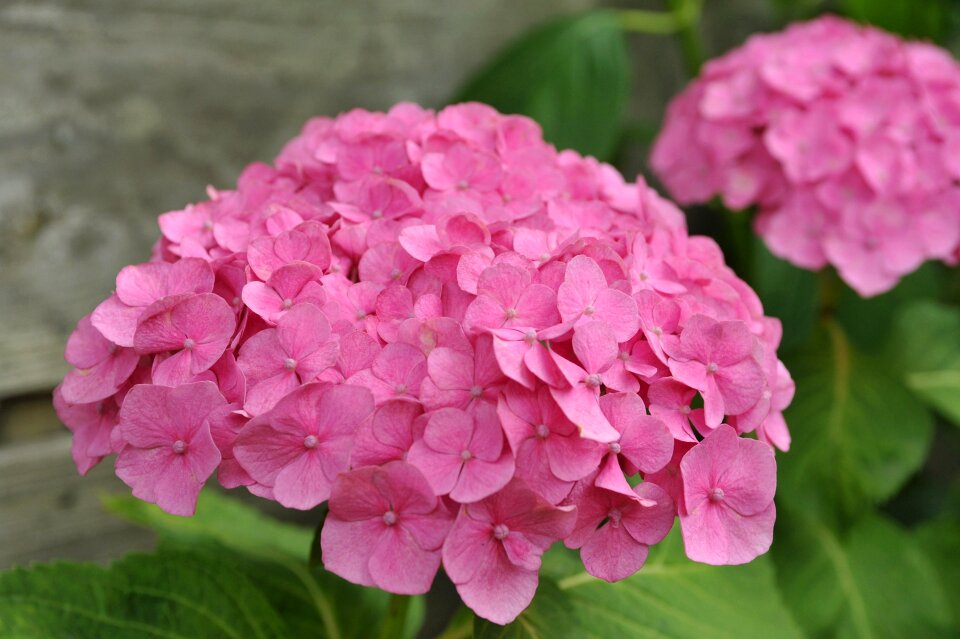 Flower summer bloom