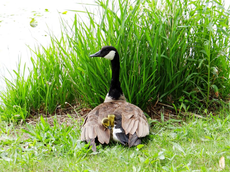 Mother protect bird