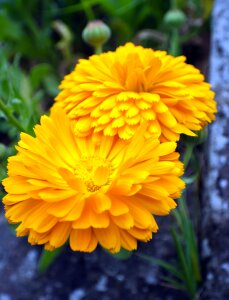 Nature macro background