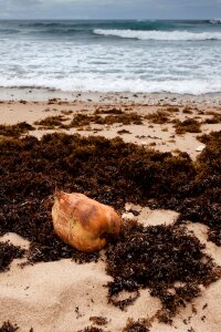 Coconut nature ocean