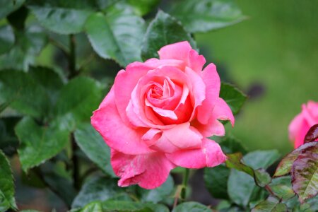 Red rose wild rose wild red rose