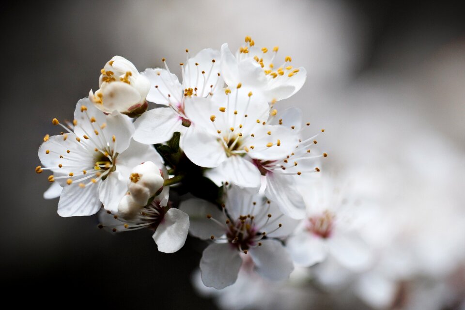 Blossom blue branch