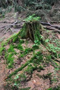 Trees plants roots