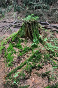 Trees plants roots photo