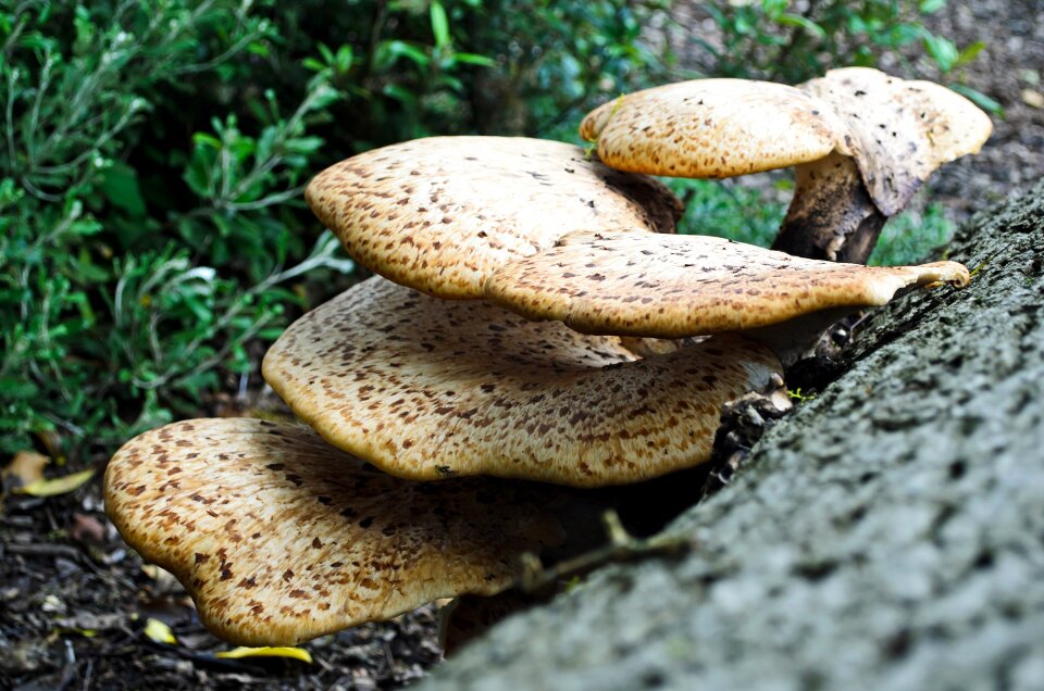 Big botany bracket fungus